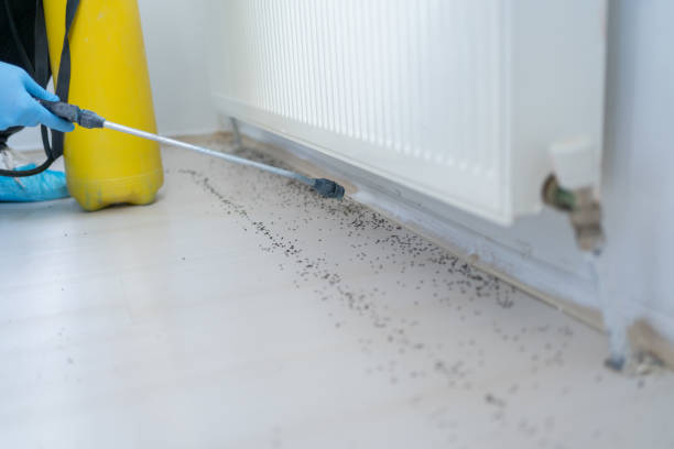 Best Affordable Pest Control Services  in Hubbard, OR
