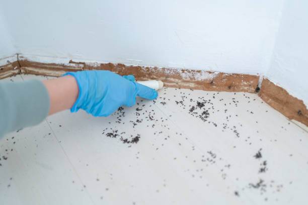 Insect Control in Hubbard, OR